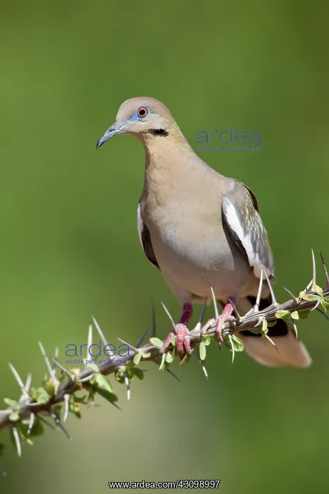: Western White-Winged Dove : Western White-Winged Dove