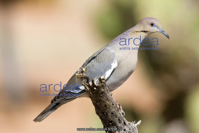 : Western White-Winged Dove : Western White-Winged Dove