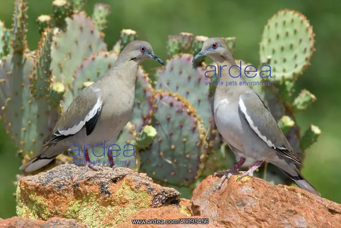 : Western White-winged Doves : Western White-winged Doves