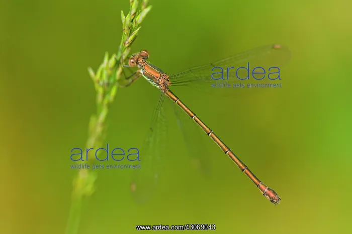  : Western Willow Spreadwing