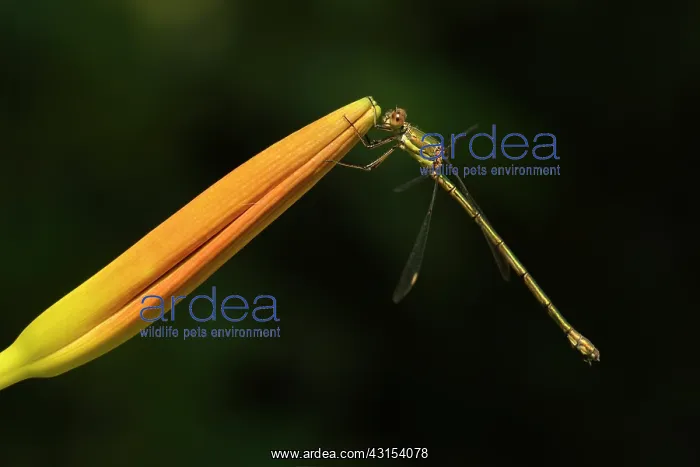 : Western Willow Spreadwing : Western Willow Spreadwing