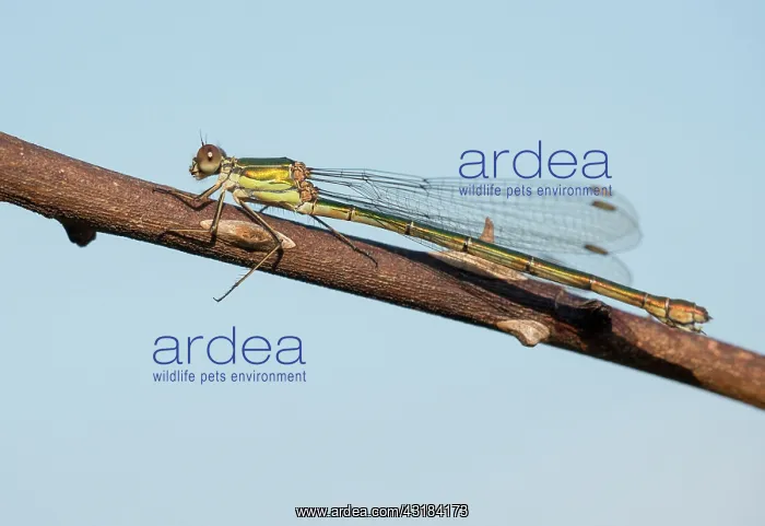 : Western Willow Spreadwing : Western Willow Spreadwing