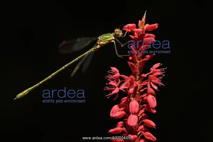 : Western Willow Spreadwing : Western Willow Spreadwing