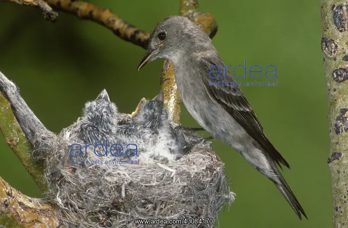 : Western Wood Peewee : Western Wood Peewee