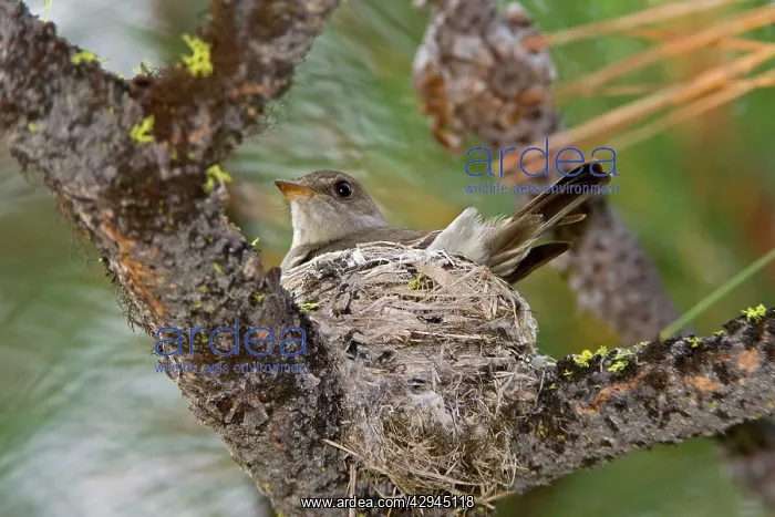 : Western Wood-Pewee : Western Wood-Pewee