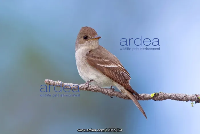 : Western Wood-Pewee : Western Wood-Pewee