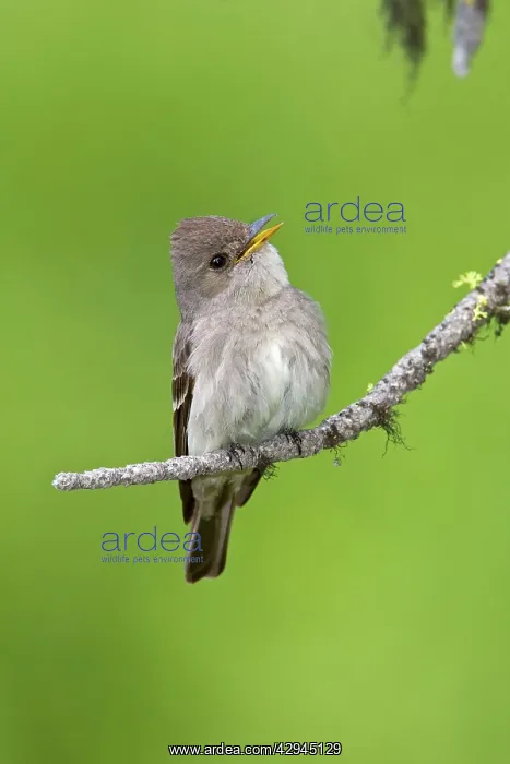 : Western Wood-Pewee : Western Wood-Pewee