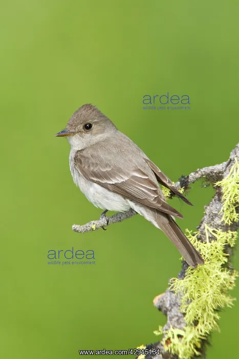 : Western Wood-Pewee : Western Wood-Pewee