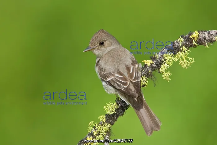 : Western Wood-Pewee : Western Wood-Pewee