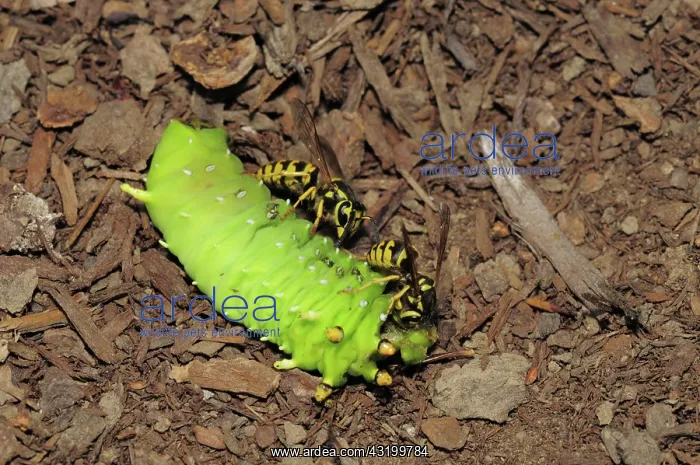 : Western Yellow Jackets Feeding : Western Yellow Jackets Feeding