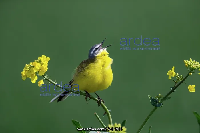 : WESTERN YELLOW WAGTAIL : WESTERN YELLOW WAGTAIL