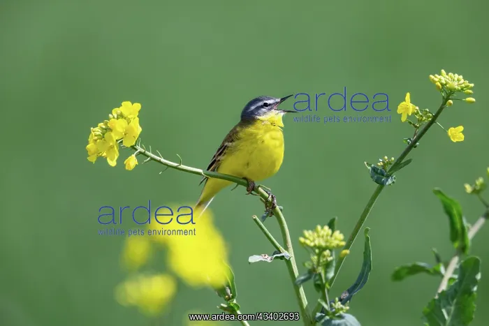 : WESTERN YELLOW WAGTAIL : WESTERN YELLOW WAGTAIL