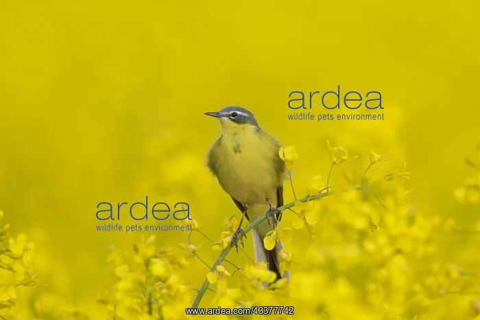 : Western yellow wagtail (Motacilla flava), male perched : Western yellow wagtail (Motacilla flava), male perched