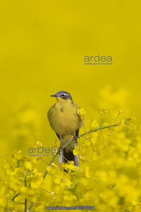 : Western yellow wagtail (Motacilla flava), male perched : Western yellow wagtail (Motacilla flava), male perched