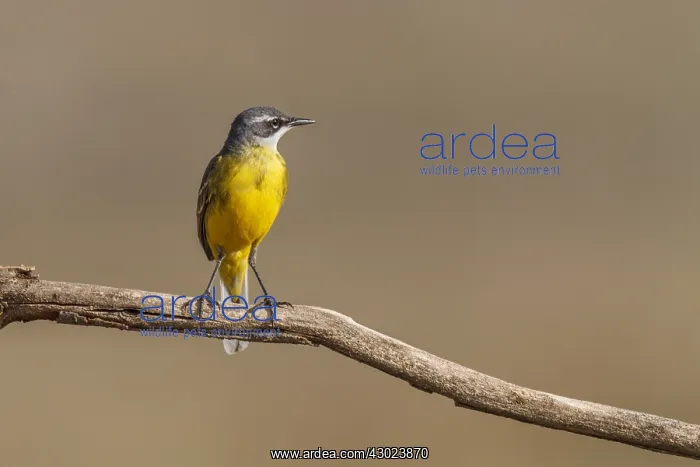 : Western Yellow Wagtail perched on a branch Castilla La M : Western Yellow Wagtail perched on a branch Castilla La M