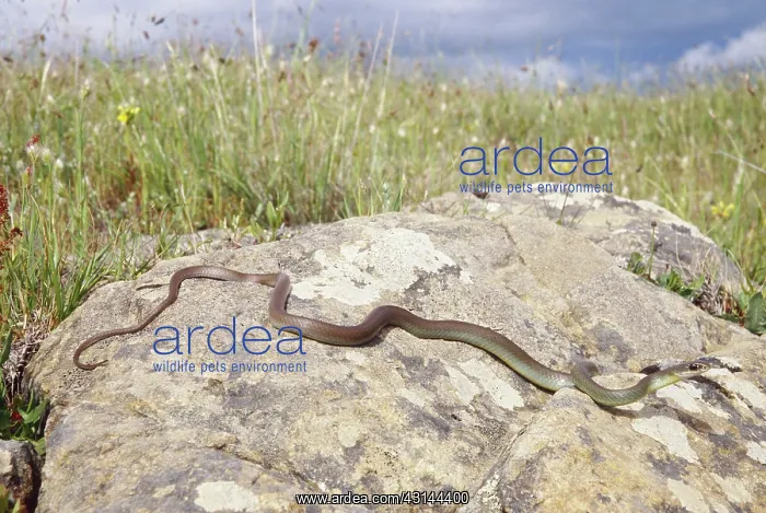 : Western Yellowbelly Racer : Western Yellowbelly Racer