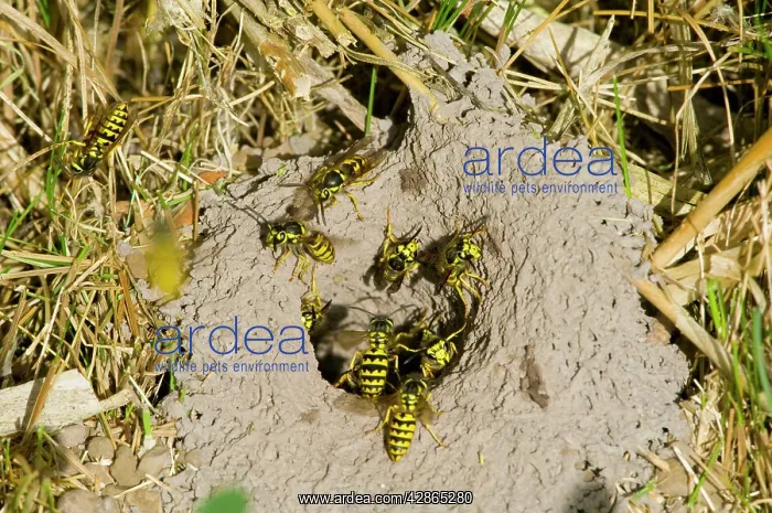 : Western Yellowjacket - at entrance to nest. Sept : Western Yellowjacket - at entrance to nest. Sept