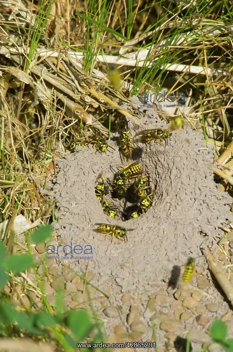 : Western Yellowjacket - at entrance to nest. Sept : Western Yellowjacket - at entrance to nest. Sept
