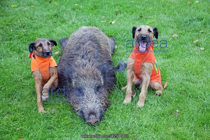 : Westfalen Terrier - 2 hunting dogs and shot Wild : Westfalen Terrier - 2 hunting dogs and shot Wild