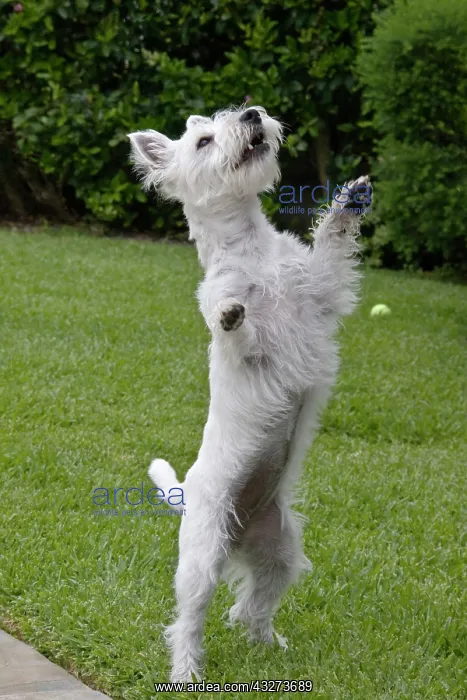 : Westie puppy standing up : Westie puppy standing up