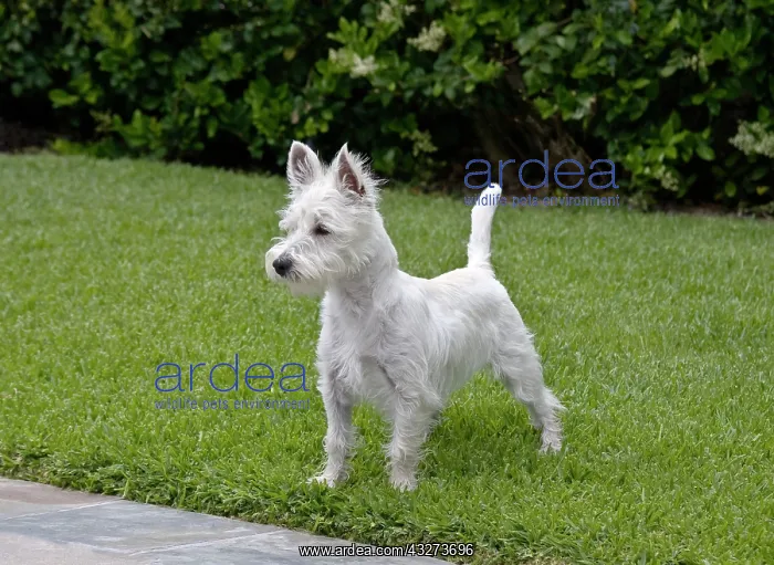 : Westie puppy standing on lawn : Westie puppy standing on lawn