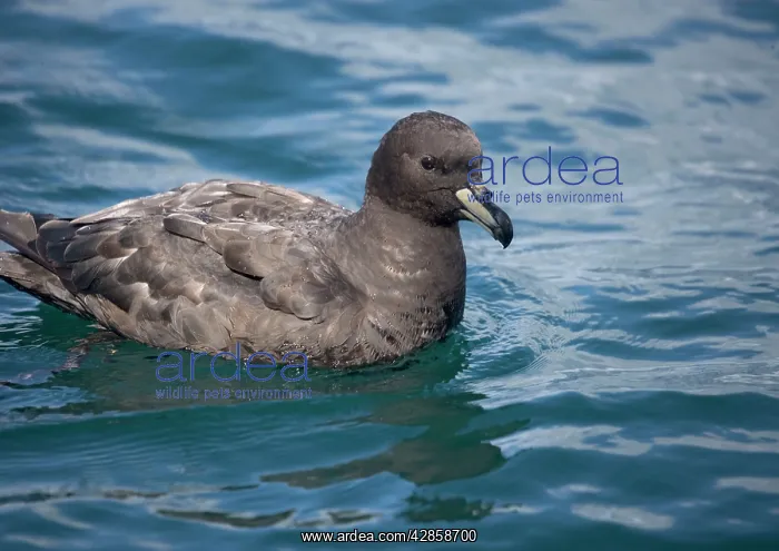 : Westland Petrel : Westland Petrel