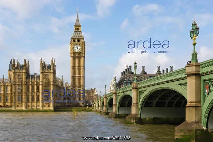 : Westminster Bridge and Big Ben, the Clock Tower : Westminster Bridge and Big Ben, the Clock Tower