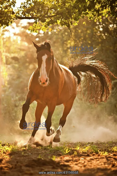 : Westphalian mare, Bay with blaze, in galopp stride : Westphalian mare, Bay with blaze, in galopp stride
