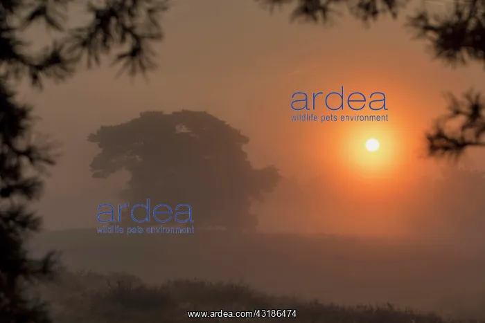 : Westruper Heide, North Rhine-Westphalia Germany : Westruper Heide, North Rhine-Westphalia Germany