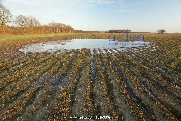 : Wet agricultural field frozen : Wet agricultural field frozen