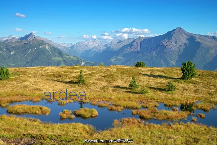 : Wet biotope at Melchboden, behind Zillertaler Alps : Wet biotope at Melchboden, behind Zillertaler Alps