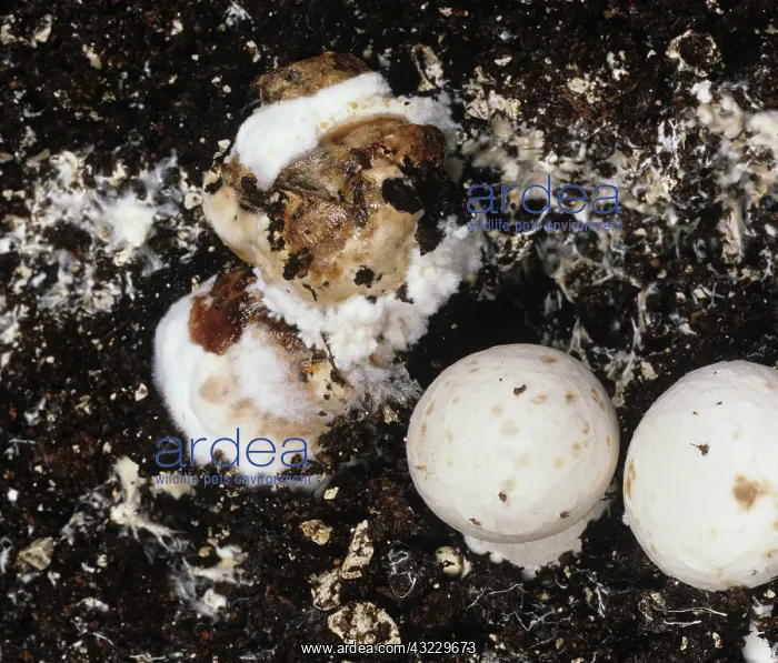 : Wet Bubble Disease damage to mushrooms : Wet Bubble Disease damage to mushrooms