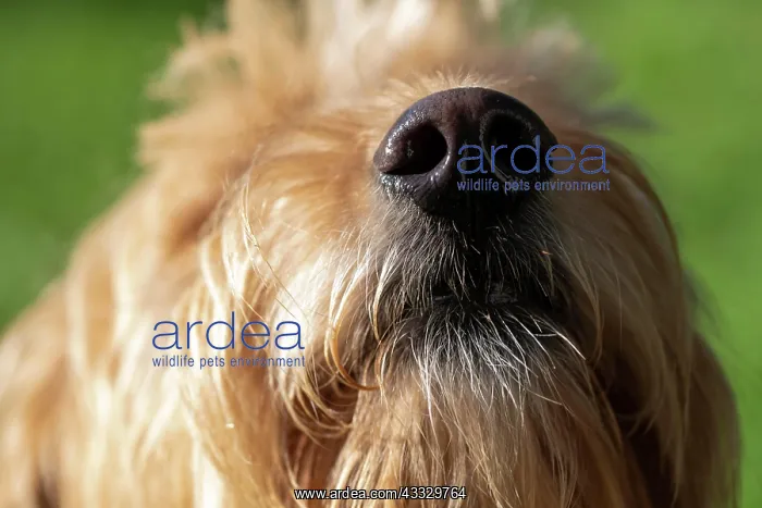 : Wet dog nose, Mini Goldendoodle, Germany, Europe : Wet dog nose, Mini Goldendoodle, Germany, Europe