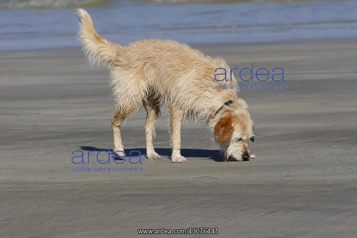 : Wet dog on a sandy beach : Wet dog on a sandy beach