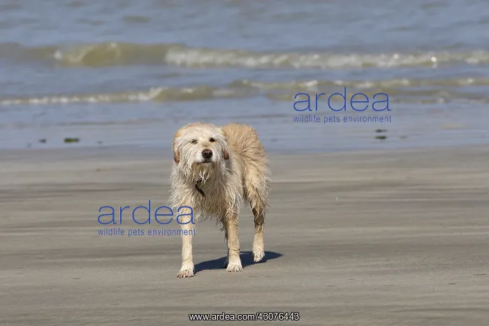 : Wet dog on a sandy beach : Wet dog on a sandy beach