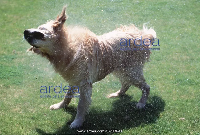 : WET DOG - shaking itself in garden : WET DOG - shaking itself in garden