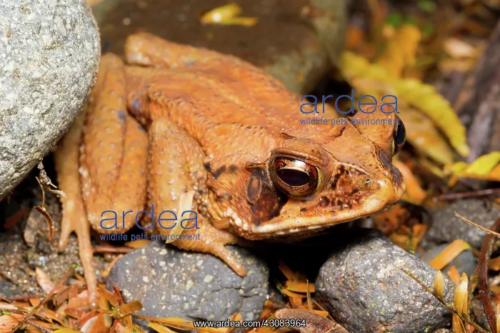 : Wet Forest Toad : Wet Forest Toad