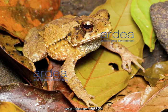 : Wet Forest Toad : Wet Forest Toad