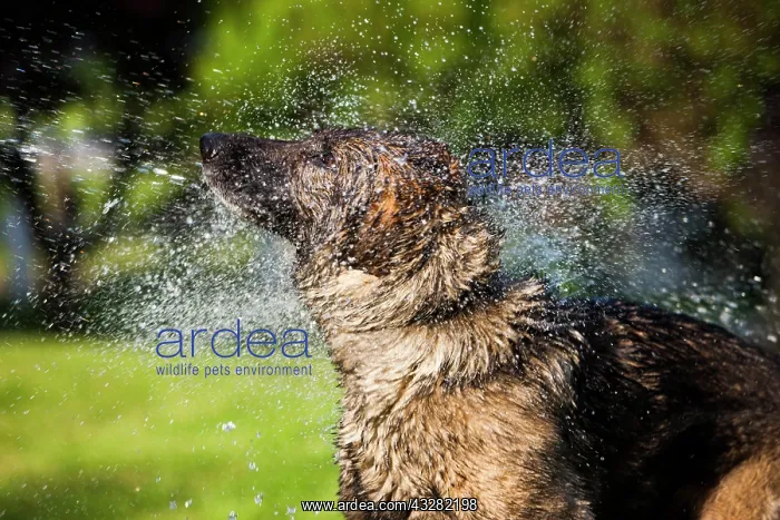  : Wet German Shepherd dog shaking off water, Austria