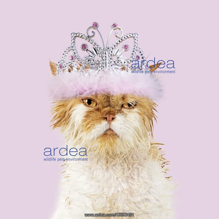 : Wet ginger & white Persian Cat wearing pink : Wet ginger & white Persian Cat wearing pink