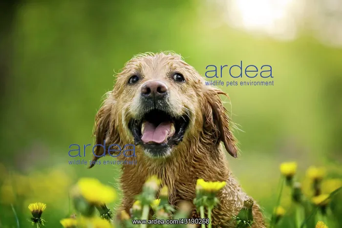 : Wet Golden Retriever bitch in a meadow with dandelions : Wet Golden Retriever bitch in a meadow with dandelions