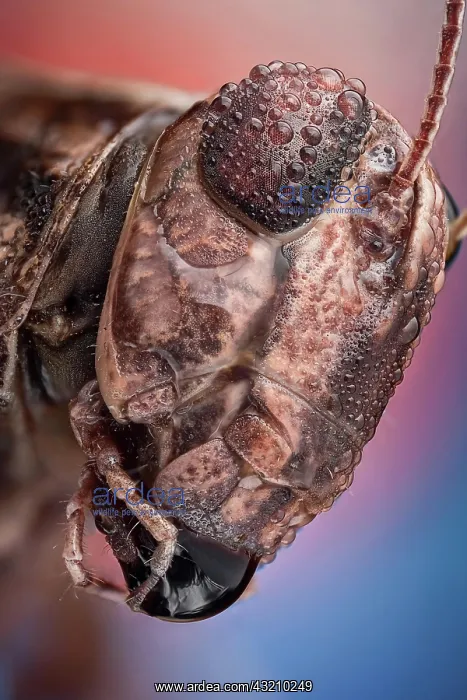 : A wet grasshopper, watter drops act as a magnify : A wet grasshopper, watter drops act as a magnify