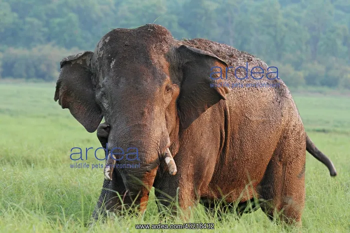 : Wet Indian Elephant, Corbett National Park : Wet Indian Elephant, Corbett National Park