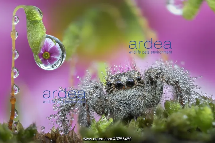 : Wet jumping spider under dew : Wet jumping spider under dew