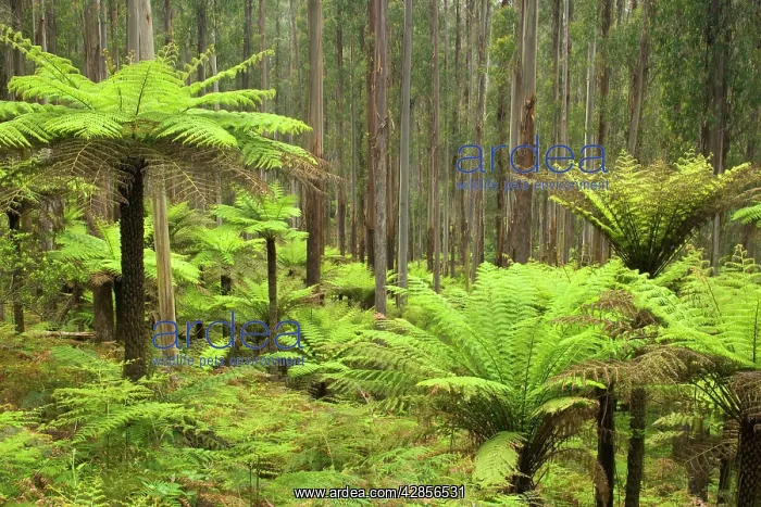 : Wet Sclerophyll Forest - consisting of mainly Mountain : Wet Sclerophyll Forest - consisting of mainly Mountain
