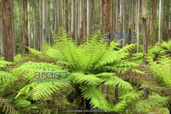 : Wet Sclerophyll Forest - consisting of mainly Mountain : Wet Sclerophyll Forest - consisting of mainly Mountain