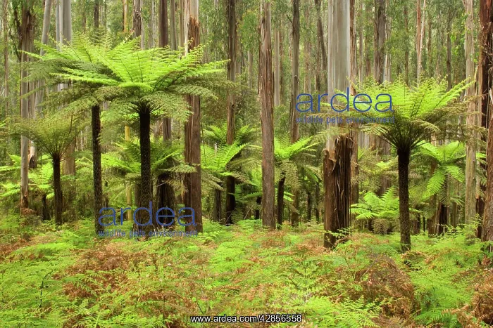 : Wet Sclerophyll Forest - consisting of mainly Mountain : Wet Sclerophyll Forest - consisting of mainly Mountain