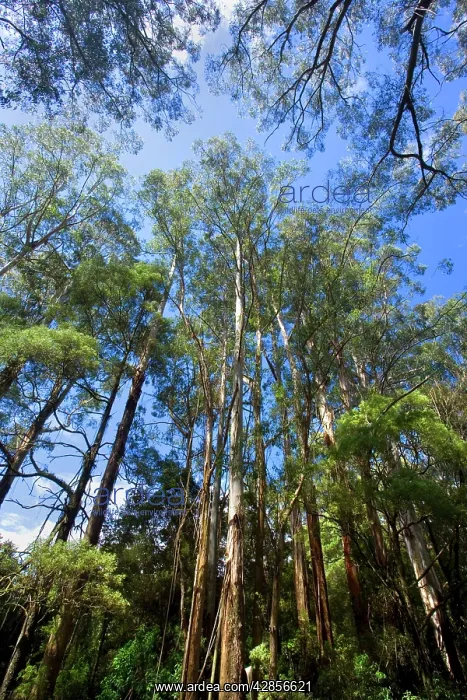: Wet Sclerophyll Forest - consisting of mainly Mountain : Wet Sclerophyll Forest - consisting of mainly Mountain
