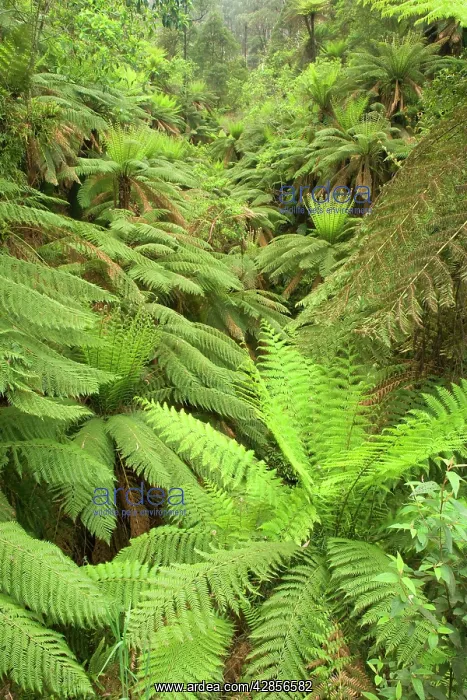 : Wet Sclerophyll Forest - very dense cover of tree : Wet Sclerophyll Forest - very dense cover of tree