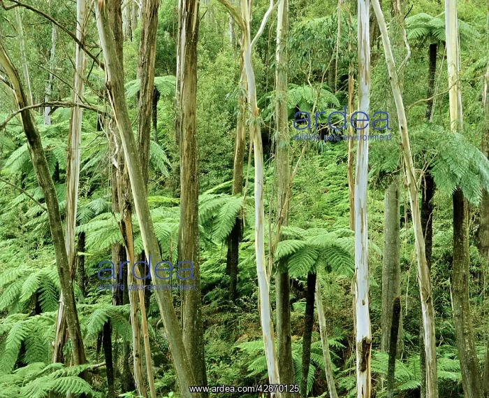 : Wet sclerophyll forest with eucalypts and tree : Wet sclerophyll forest with eucalypts and tree